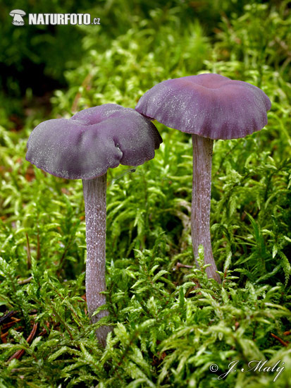 lakovka ametystová (Laccaria amethystina)