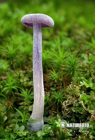 lakovka ametystová (Laccaria amethystina)