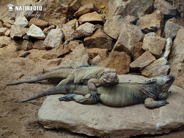 Leguán nosorohý (Cyclura cornuta)