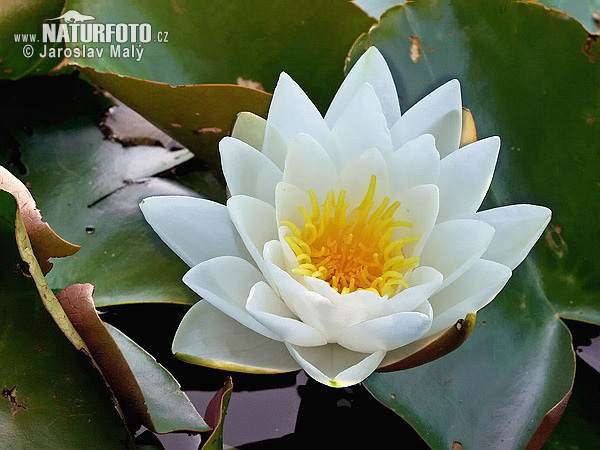 Lekno biele (Nymphaea alba)