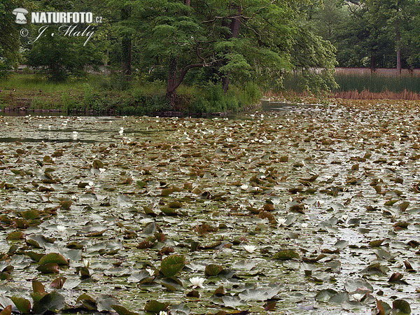 Lekno biele (Nymphaea alba)