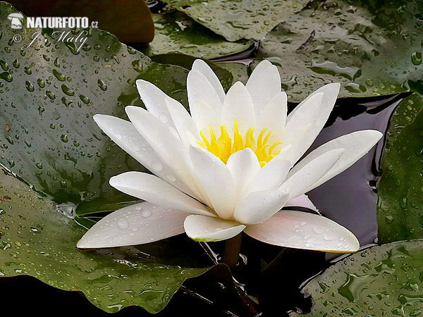 Lekno biele (Nymphaea alba)