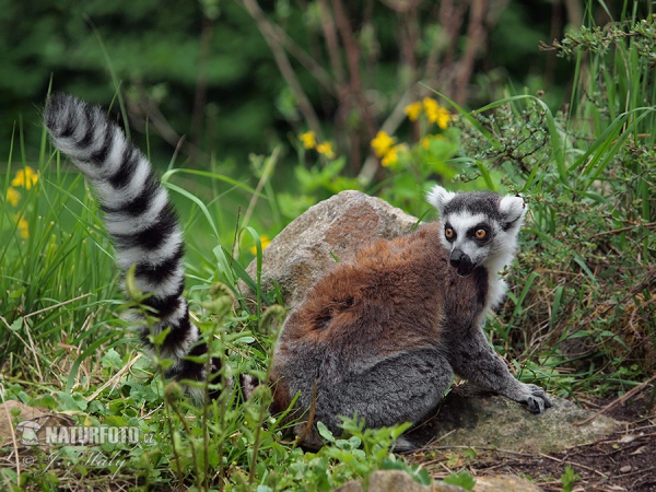 Lemur kata (Lemur catta)