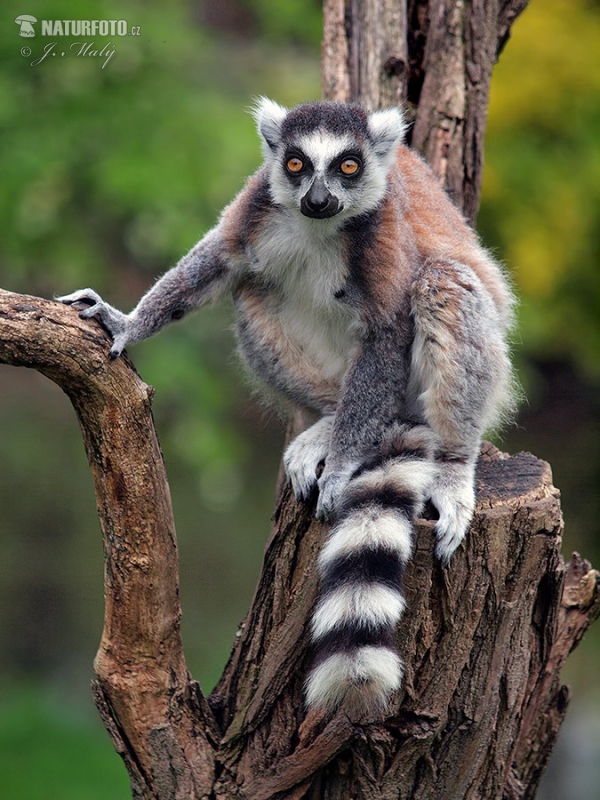 Lemur kata (Lemur catta)