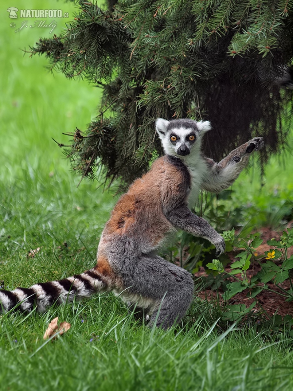 Lemur kata (Lemur catta)