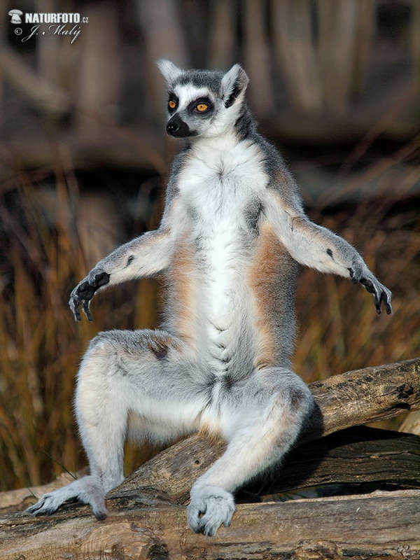 Lemur kata (Lemur catta)