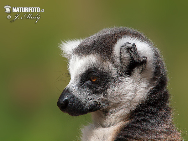 Lemur katta mačkovitý (Lemur catta)