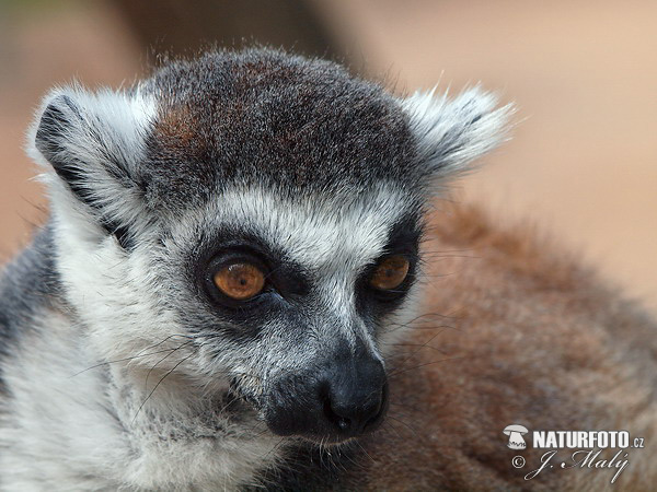 Lemur katta mačkovitý (Lemur catta)