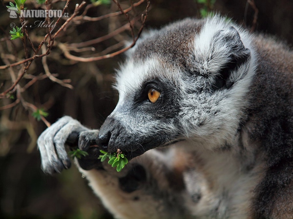 Lemur katta mačkovitý (Lemur catta)