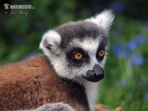 Lemur katta mačkovitý (Lemur catta)