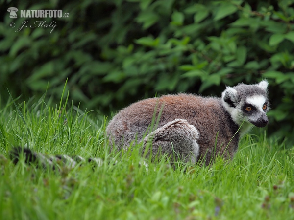 Lemur katta mačkovitý (Lemur catta)