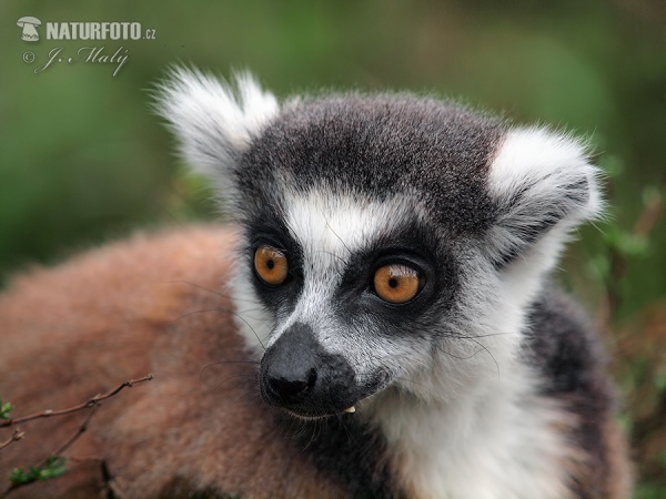 Lemur katta mačkovitý (Lemur catta)
