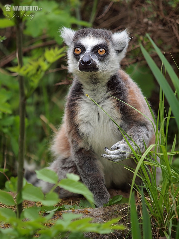 Lemur katta mačkovitý (Lemur catta)