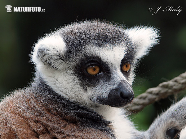 Lemur katta mačkovitý (Lemur catta)