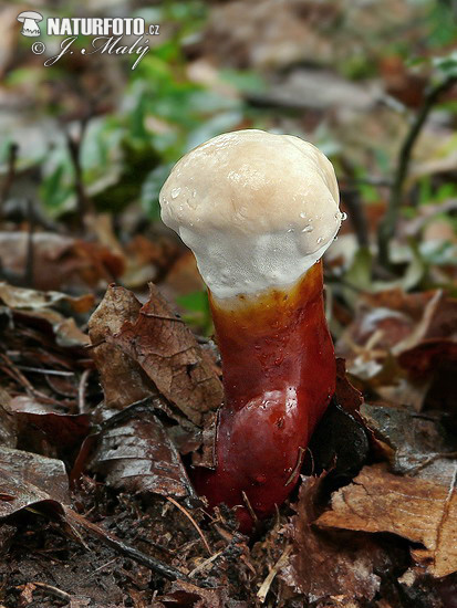 lesklokôrovka obyčajná (Ganoderma lucidum)