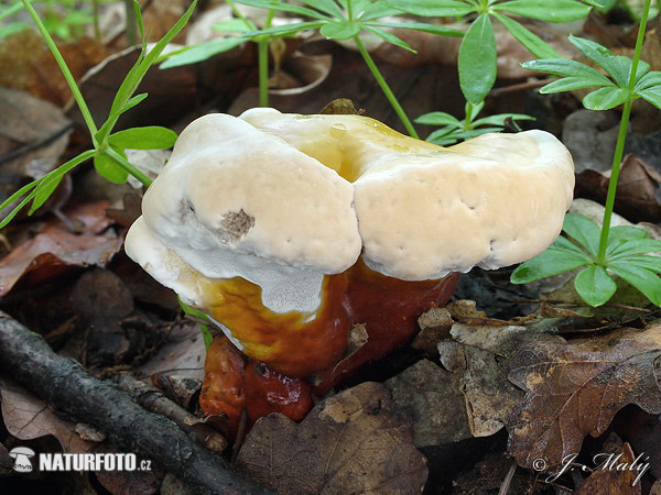 lesklokôrovka obyčajná (Ganoderma lucidum)