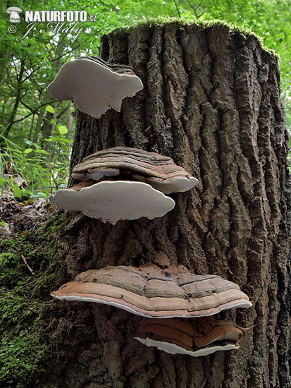 lesklokôrovka plochá (Ganoderma applanatum)