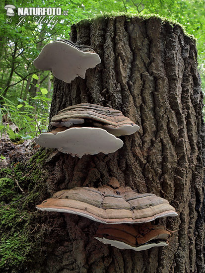 lesklokôrovka plochá (Ganoderma applanatum)