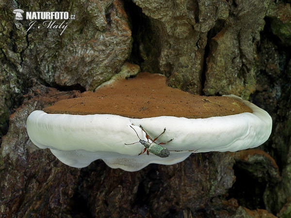 lesklokôrovka plochá (Ganoderma applanatum)