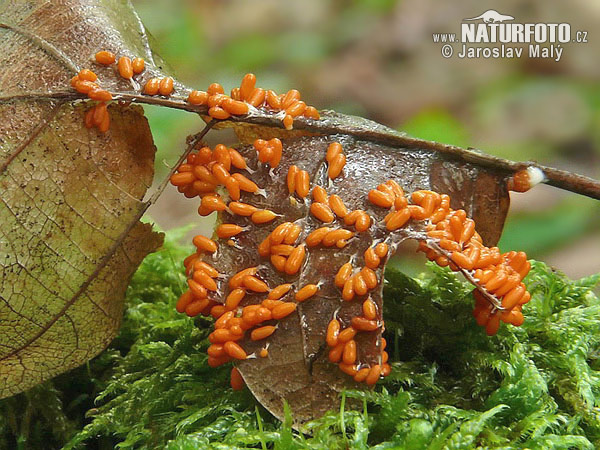 leskloplodka krehká (Leocarpus fragilis)