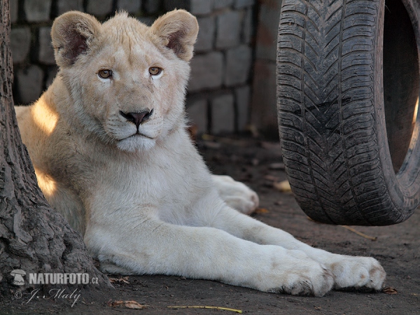 Lev jihoafrický bílý (Panthera leo krugeri)
