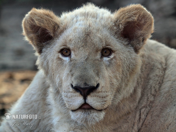 Lev jihoafrický bílý (Panthera leo krugeri)