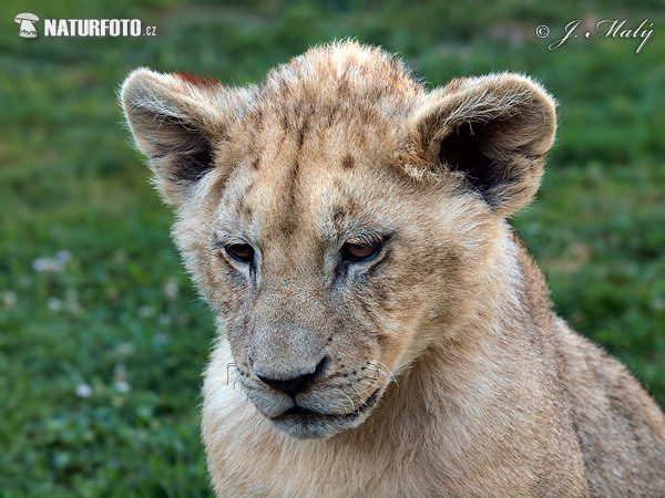 Lev púšťový (Panthera leo)