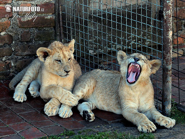 Lev púšťový (Panthera leo)