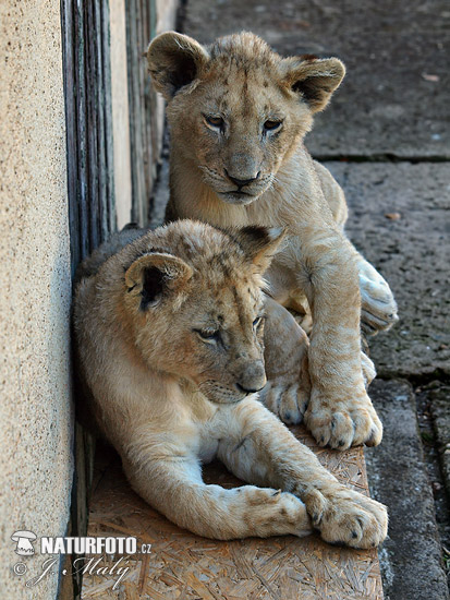 Lev púšťový (Panthera leo)