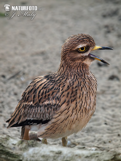 Ležiak úhorový (Burhinus oedicnemus)