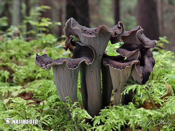 lievik trúbkovitý (Craterellus cornucopioides)