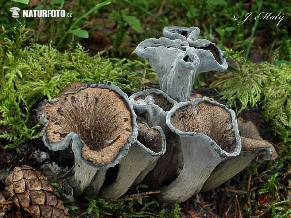 lievik trúbkovitý (Craterellus cornucopioides)