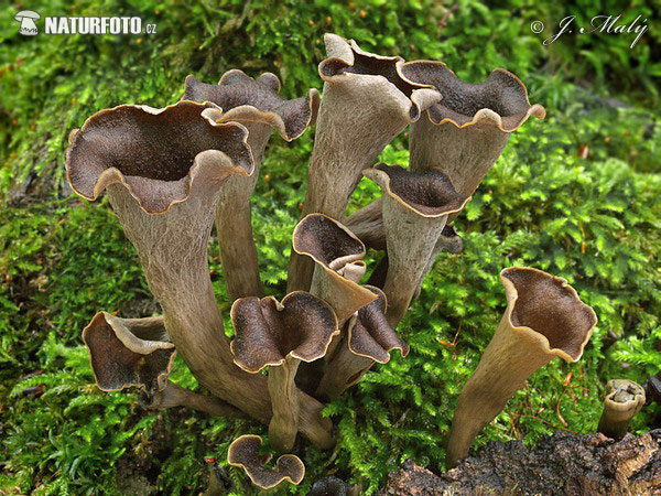 lievik trúbkovitý (Craterellus cornucopioides)