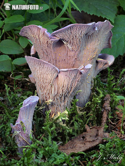 lievikovec kyjakovitý (Gomphus clavatus)