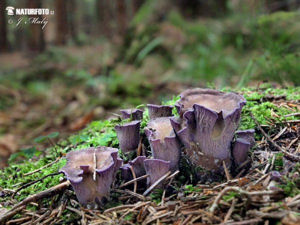 lievikovec kyjakovitý (Gomphus clavatus)