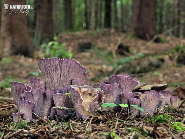 lievikovec kyjakovitý (Gomphus clavatus)