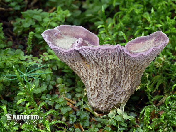 lievikovec kyjakovitý (Gomphus clavatus)