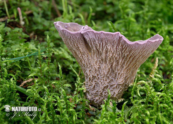 lievikovec kyjakovitý (Gomphus clavatus)