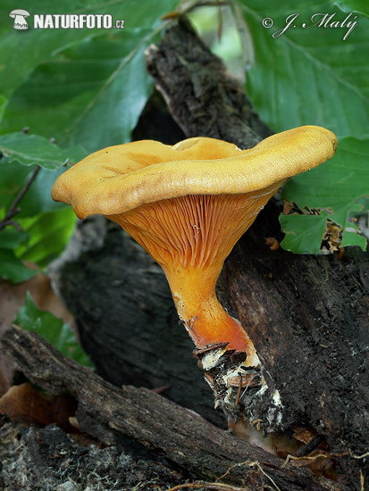 líška oranžová (Hygrophoropsis aurantiaca)