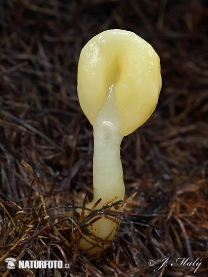 lopatička kyjovitá (Spathularia flavida)
