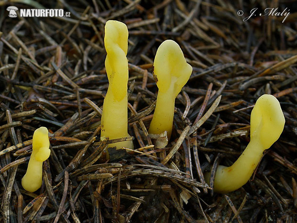 lopatička žltkastá (Spathularia flavida)