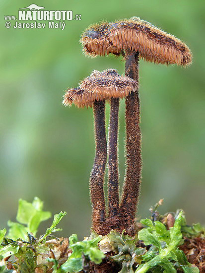 lopatovka obyčajná (Auriscalpium vulgare)