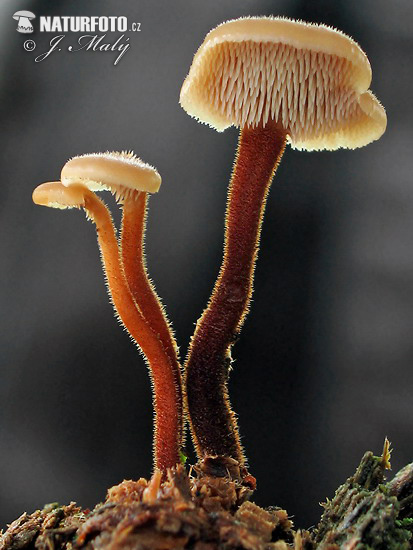 lopatovka obyčajná (Auriscalpium vulgare)