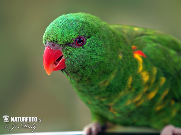 Lori žltoškvrnitý (Trichoglossus chlorolepidotus)