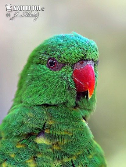 Lori žltoškvrnitý (Trichoglossus chlorolepidotus)