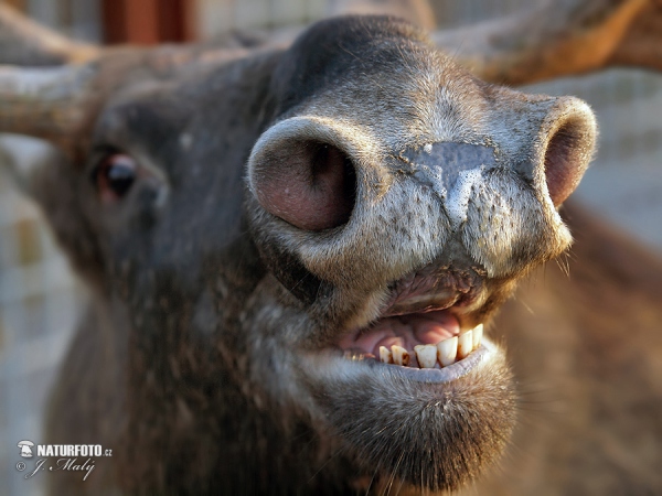 Los mokraďový (Alces alces)