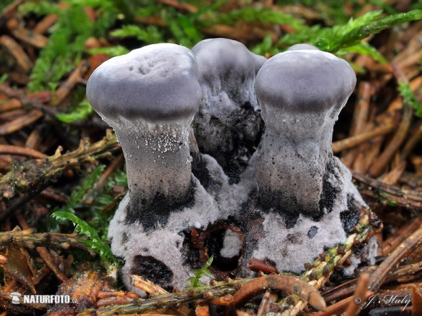 lošáček černý (Phellodon niger)