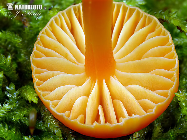 lúčnica horká (Hygrocybe mucronella)