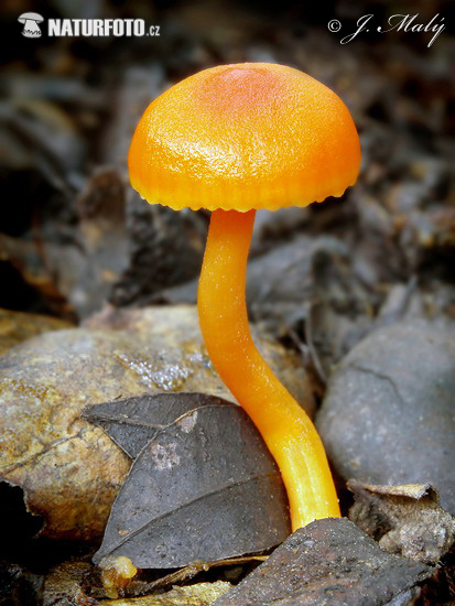 lúčnica horká (Hygrocybe mucronella)