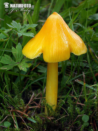 lúčnica hrotitá (Hygrocybe acutoconica)